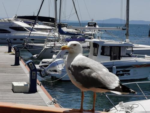 Yacht Port Nessebar